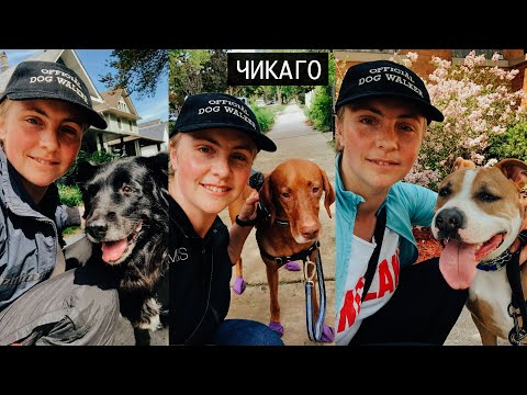 Видео: Работа в США| Клиентов становиться больше| Выгул собак в Америке | VLOG