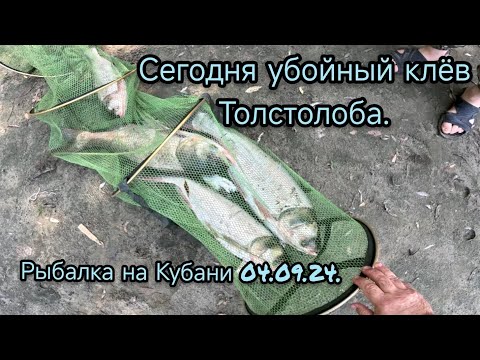 Видео: Река Кубань, убойный клёв толстолоба 04.09.24