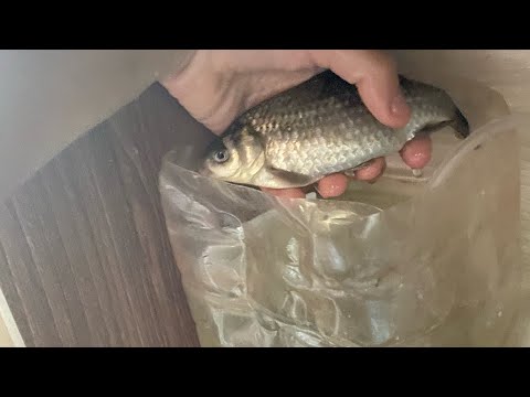 Видео: Рыбки 1 часть