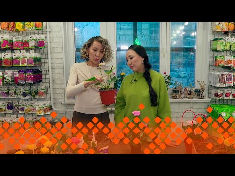 Видео: «Кыыс сайын»: Ирина Кылбанова (08.11.24)