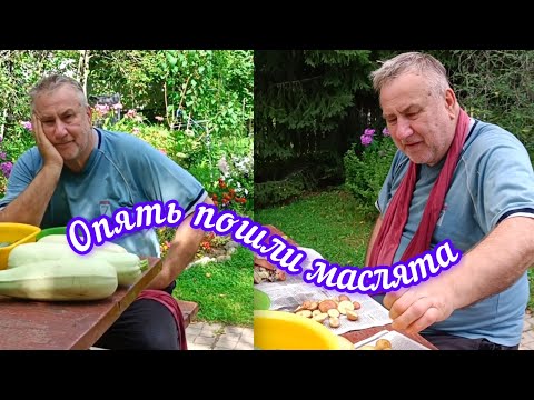 Видео:  МАСЛЯТА навалились  😀