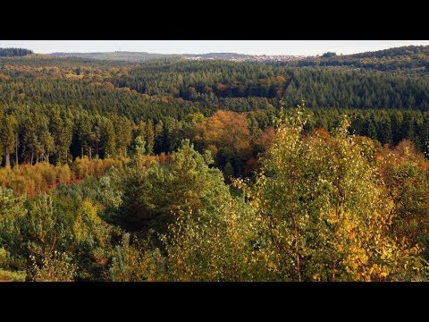 Видео: Заельцовский парк Новосибирска