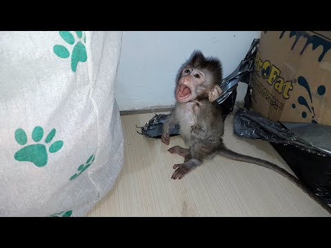 Видео: Этот детеныш обезьяны, судя по всему, никогда не бывает сыт!!!