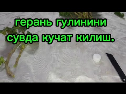 Видео: Геран гулини сувда кўчат қилиш #garden #flowers#nature#geran#gullar