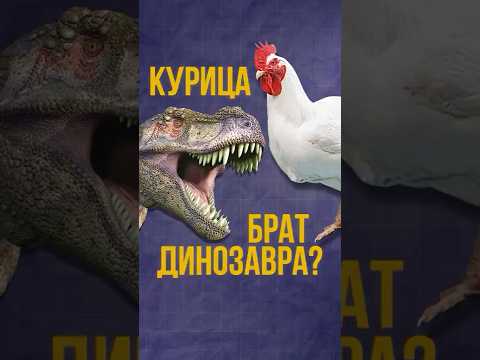 Видео: Курица брат динозавра