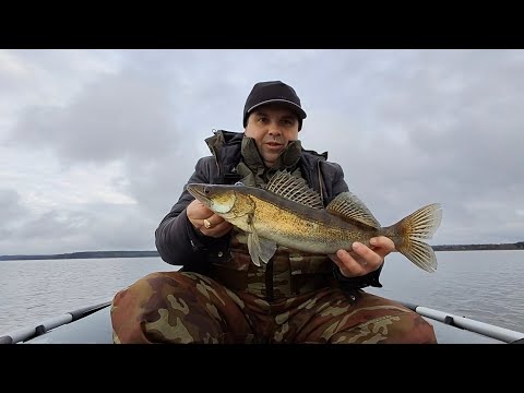 Видео: Ловил окуней а поймал судака