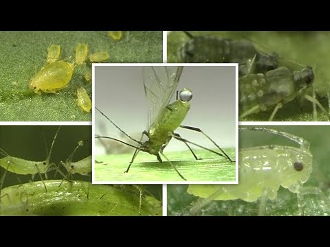 Видео: 5 ВИДОВ ТЛЕЙ (в конце таблицы для определения)