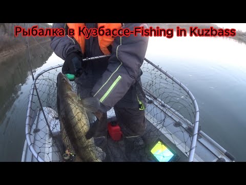 Видео: Судака на Томи. Добираем последнюю рыбу.