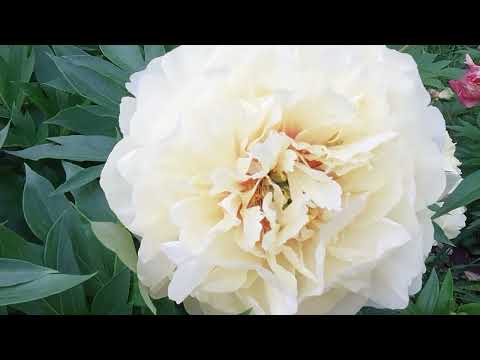 Видео: Расцветают средние сорта пионов.Феликс Крусс Александр Флеминг Леди Александра Дафф Сара Бернар2025