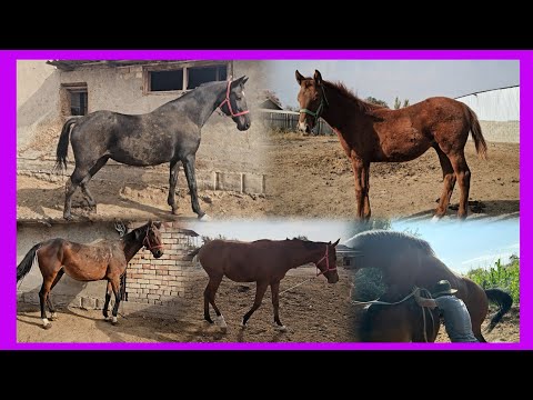 Видео: Кого-нибудь интересует знаменитая линия Кахармана?