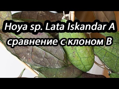 Видео: Обзор Hoya sp. Lata Iskandar A и сравнение с клоном B