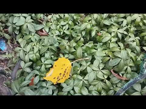 Видео: 🍁🍁🍁🌹ОСЕННИЙ УЛЁТ🌹🍁🍁🍁