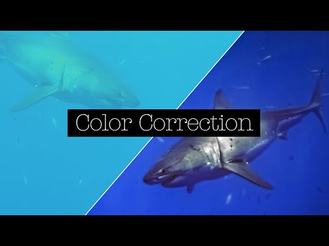 Видео: Цветокоррекция подводного видео с помощью эффекта микширования каналов в Adobe Premiere Pro