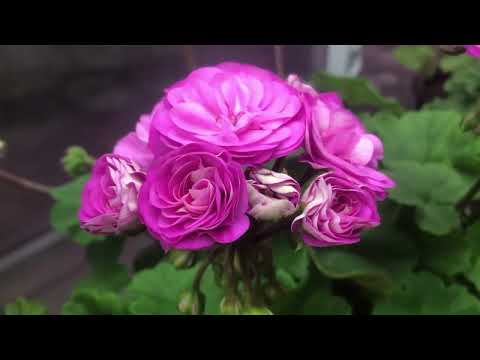 Видео: Обзор пеларгоний часть 2, 1 октября 2024 г, в теплице, Казань