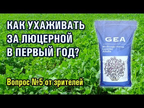 Видео: Как ухаживать за люцерной в первый год? Вопрос-5 (01-08-2019)