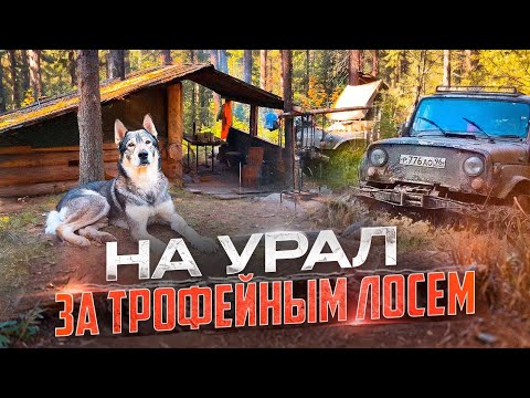 Видео: Охота на лося во время гона на Урале