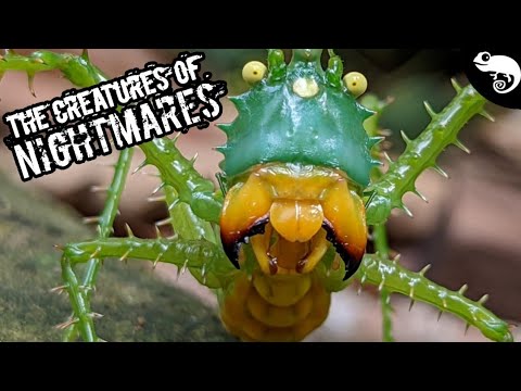 Видео: ОГРОМНЫЕ, СТРАШНЫЕ и СТРАШНЫЕ беспозвоночные лесов Амазонки!