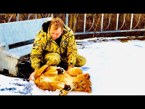 Видео: Львенок Симба ПЕРВЫЙ РАЗ вышел на прогулку и на радостях стал КУПАТЬСЯ в СНЕГУ!