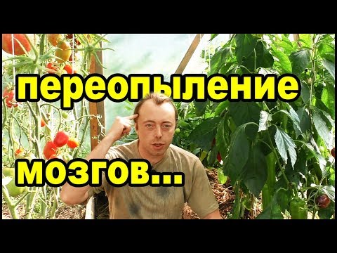 Видео: Переопыление перцев - обман! Сладкий и острый перец вместе!