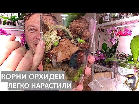 Видео: КОРНИ ОРХИДЕИ и РАДИФАРМ стимулируем рост корней пересаживая орхидеи