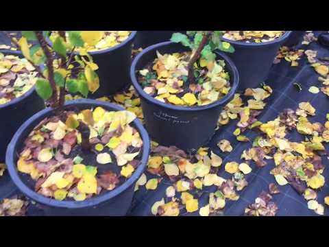 Видео: Персики и абрикосы в контейнерной культуре подготовка к зиме