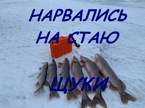 Видео: Монстры на меляке. Щука на жерлицы. Рыбалка на Рыбинском водохранилище день 3-й