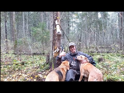 Видео: ОСОБЕННОСТИ ОХОТЫ НА ЗАЙЦА С ГОНЧИМИ ПО ЧЕРНОТРОПУ. ДОБЫЛ НА УЖИН