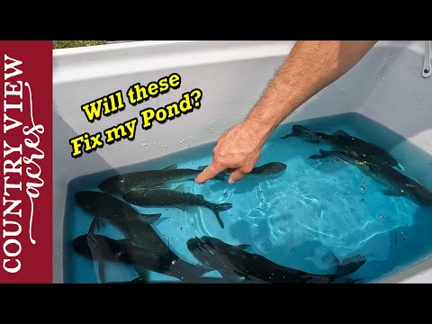 Видео: Решат ли эти рыбы проблему с ряской в ​​моем пруду?