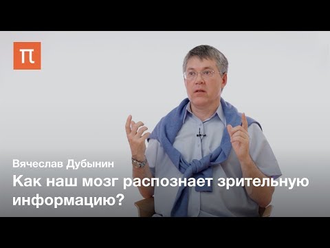 Видео: Зрительные центры головного мозга — Вячеслав Дубынин