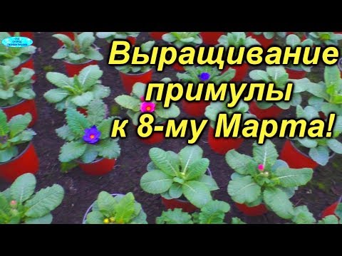 Видео: Примула к 8-му Марта! Технология выращивания.