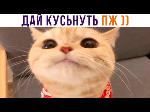 Видео: ДАЙ КУСЬНУТЬ ПЖ ))) Приколы с котами | Мемозг 1086