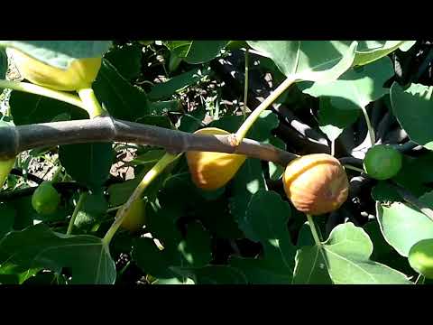 Видео: Как повысить урожай инжира. 10 кг с 1 кв.м!)