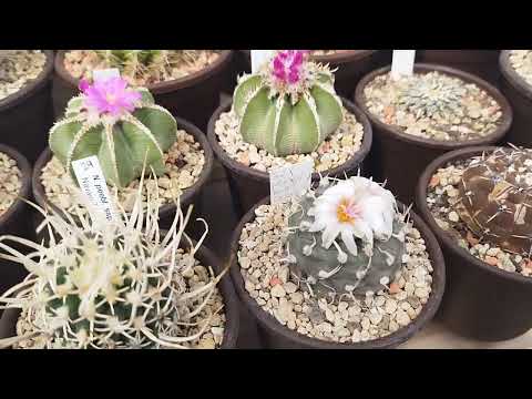 Видео: Цветение кактусов сентябрь 25 г. Kaktusblüte am 25. September
