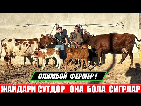 Видео: СУТДОР ОНА БОЛА ЧАШМАЛИ СИГИРЛАР ОЛИМБОЙ ФЕРМЕР 08-10-2025