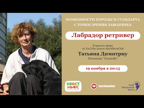 Видео: Лабрадор ретривер / Татьяна Димитриу. Питомник "Стенвэйз"