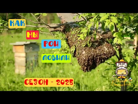 Видео: Как мы рои ловили. Сезон 2025