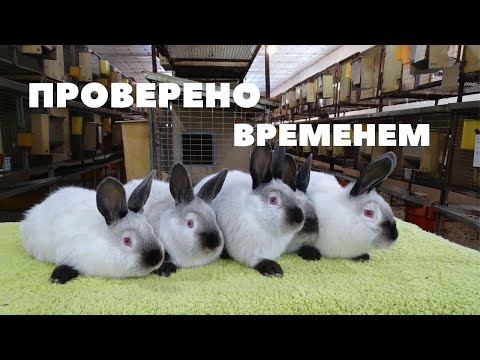 Видео: Что нам ожидать от калифорнийских крольчат шахтёриков