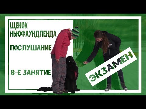 Видео: Щенок ньюфаундленда. Послушание. 8-е занятие. Экзамен.