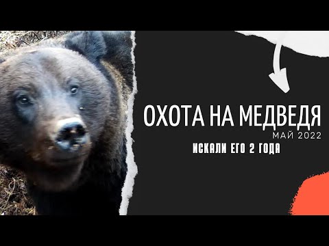 Видео: ПЕРВАЯ ОХОТА В 2022 ГОДУ. ОХОТА НА МЕДВЕДЯ С ЛАЙКАМИ. ЗАКЛИНИЛО САЙГУ