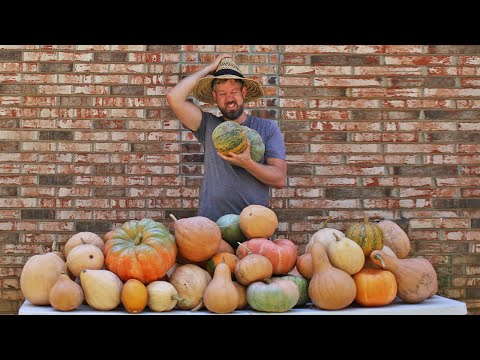 Видео: Мы вырастили более 350 фунтов тыкв в паршивой грязи (с помощью одного странного трюка)