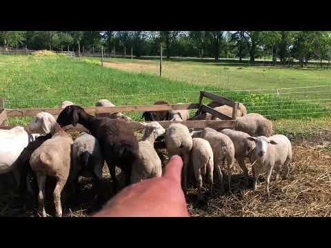 Видео: Белые Гиссары? В чём плюс белой отары?