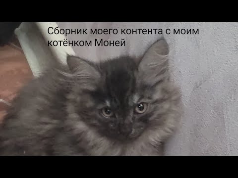 Видео: Сборник моего контента с моим котёнком Моней