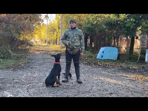 Видео: Доберман Гера-Отработка команды ко мне!