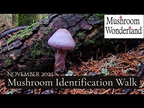 Видео: Определение грибов в ноябре 2025 г.