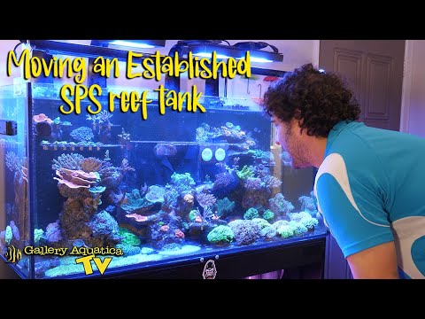 Видео: Перемещение установленного рифового аквариума SPS