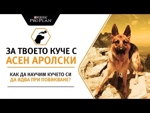 Видео: Как да научим кучето си да идва при повикване?