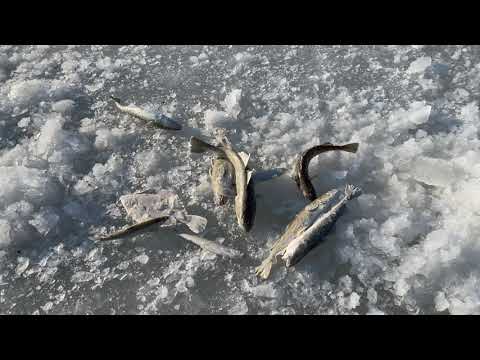 Видео: Первый выезд на лед Тавричанка , ловля  Наваги