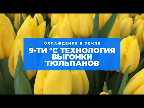 Видео: Посадка тюльпанов по 9°С технологии. Охлаждение в земле