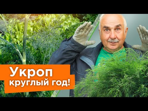 Видео: УКРОП ВЗОЙДЕТ ЩЕТКОЙ! Посейте так укроп, и быстрые всходы гарантированы!