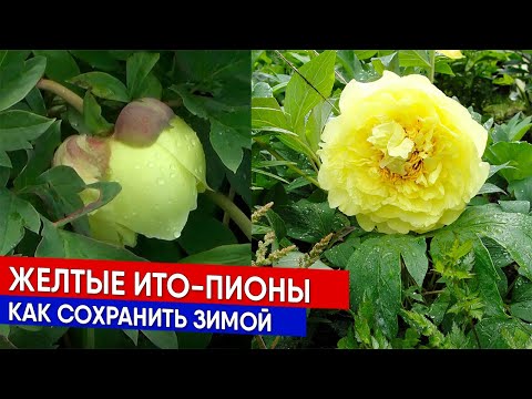 Видео: Желтые ито-пионы - как сохранить зимой